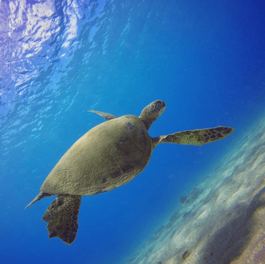 Набор из 3 фильтров PolarPro для GoPro HERO7, HERO6, HERO5 Black в корпусе Super Suit (H5B-1016-SS)