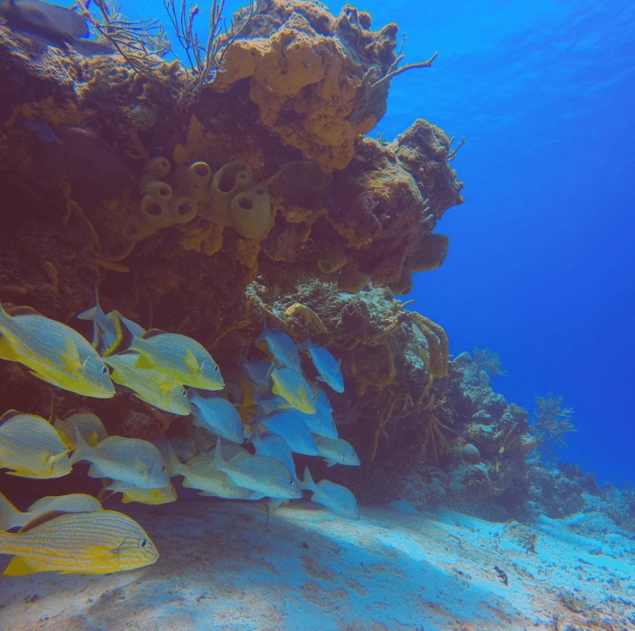 Красный подводный фильтр PolarPro Red Filter для GoPro HERO7, HERO6, HERO5 Black Super Suit (H5B-1001-SS)